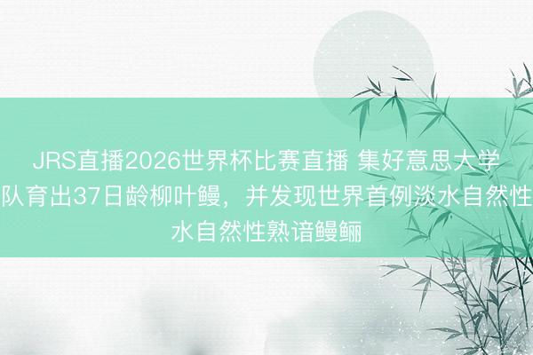 JRS直播2026世界杯比赛直播 集好意思大学陈仕玺团队育出37日龄柳叶鳗,并发现世界首例淡水自然性熟谙鳗鲡